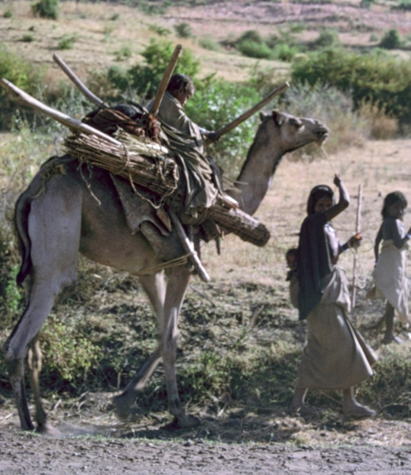 Family commuting with cooking facilities on camel